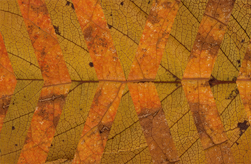 Abstract art of leaf close-ups