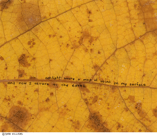 Leaf close up and sunlight poetry